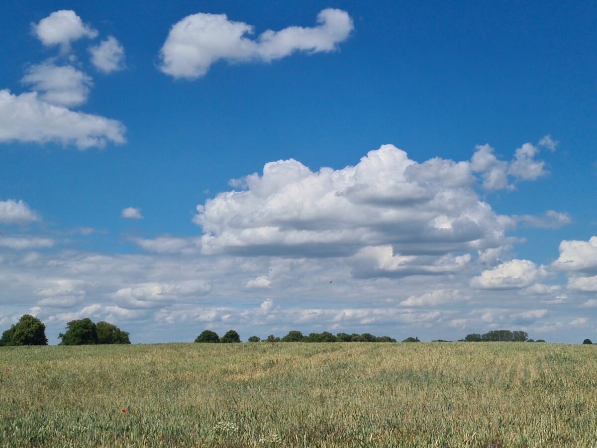 feld, sommerhimmel, wölkchen