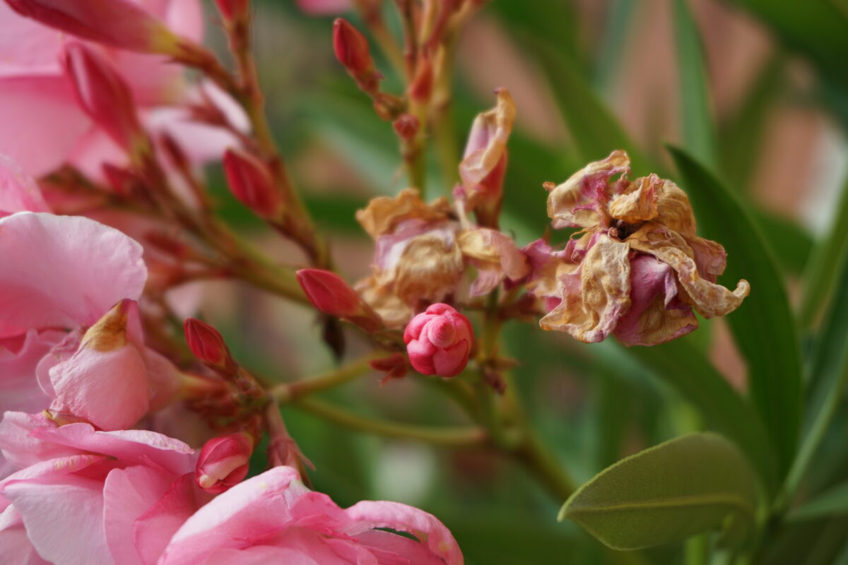 mehrere oleanderblüten, einige schon verwelkt, einige noch als knospe