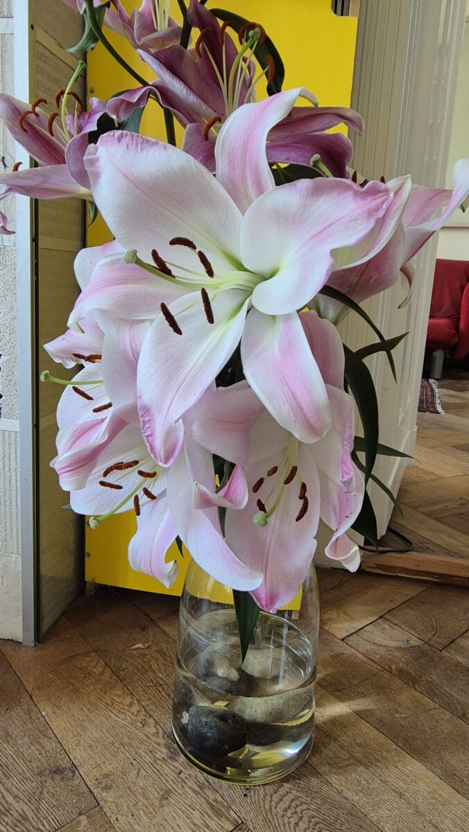 rosafarbene große lilienblüte