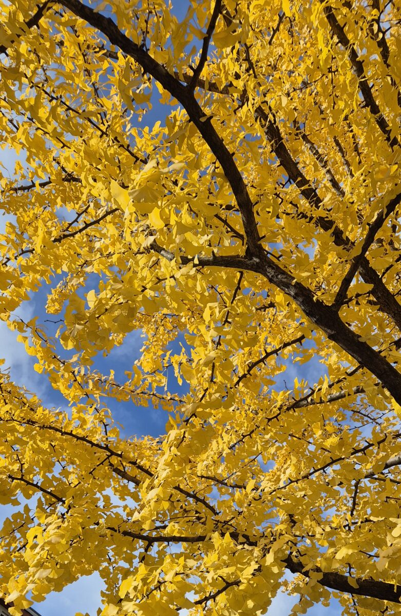 äste eines gingko-baumes, mit gelben blättern vor blauem himmel