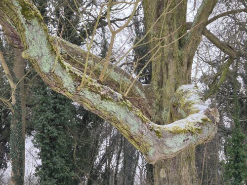 baum mit weit ausragenden dicken ästen, sieht aus wie ein ent.